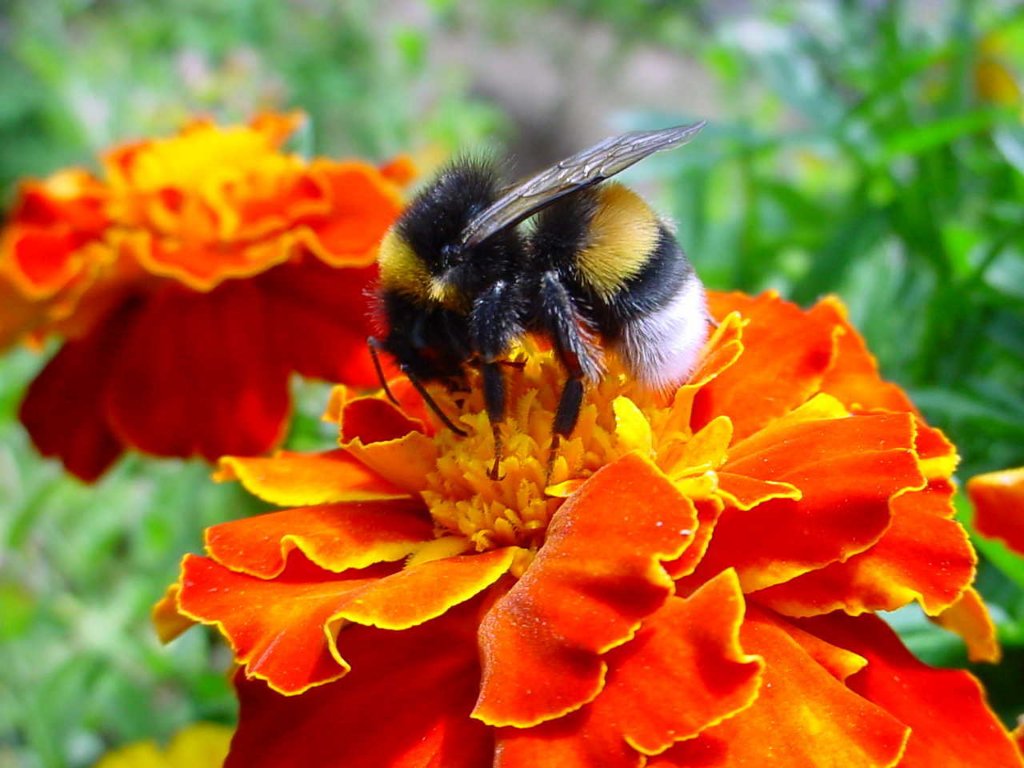 permanent ban on pesticides that are harmful to bees