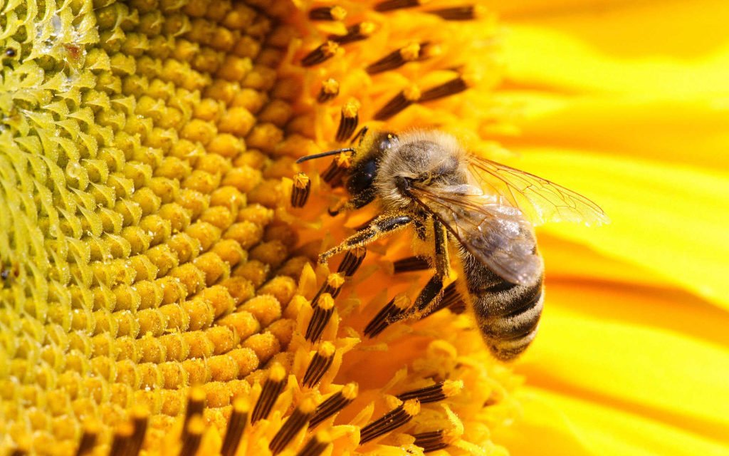 Petition to ban pesticides that kill bees Petition to ban pesticides that kill bees