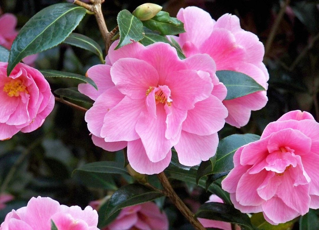 Blooming Camellias in London