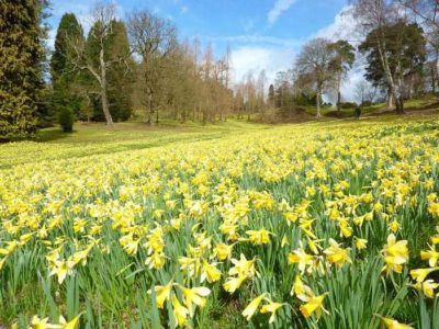 Pairfum London Perfume Blooming Daffodils in Great Windsor Park Yellow