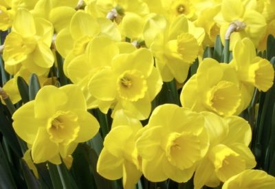 Do Daffodils have a fragrance: luxury scented candles, natural / organic reed diffusers and refill oils, room perfume sprays