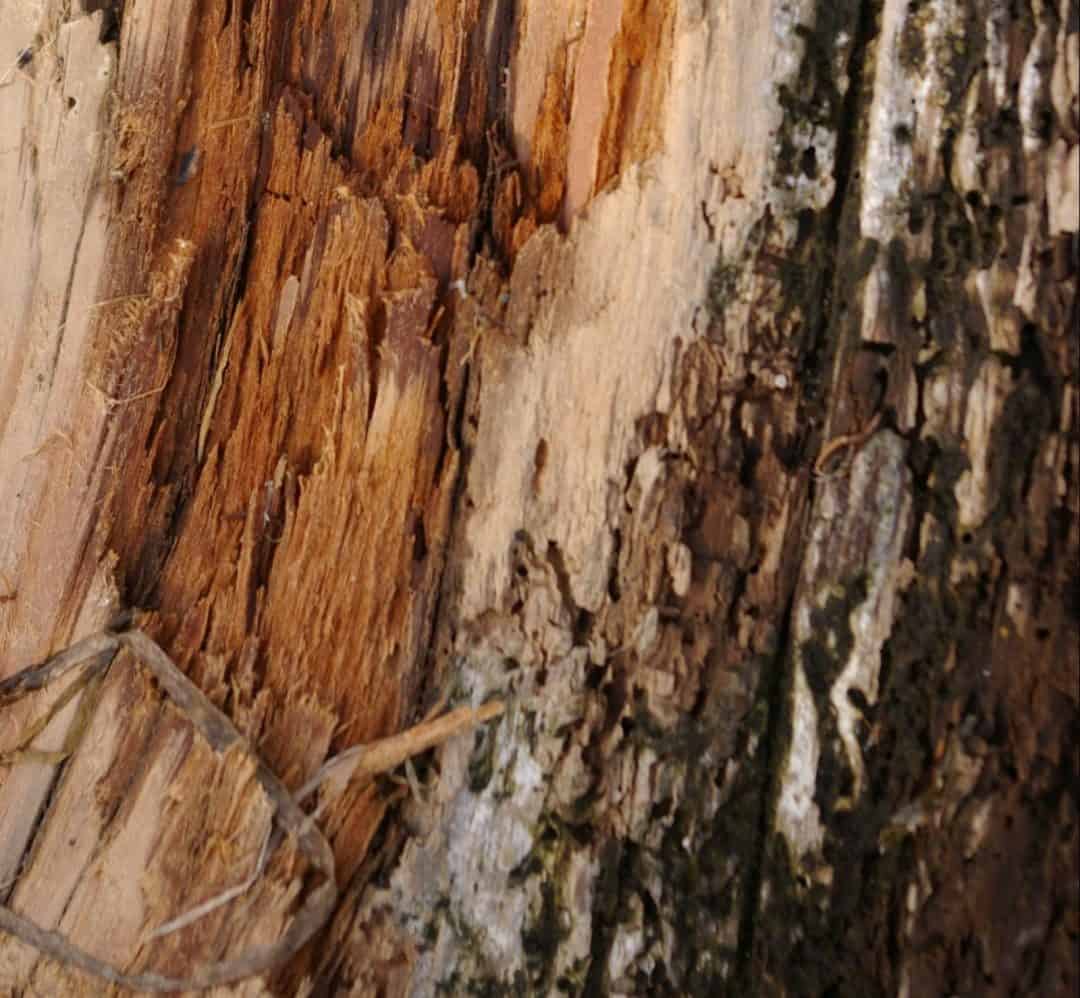 Trend: ‘Amber Wood’ In Perfumery