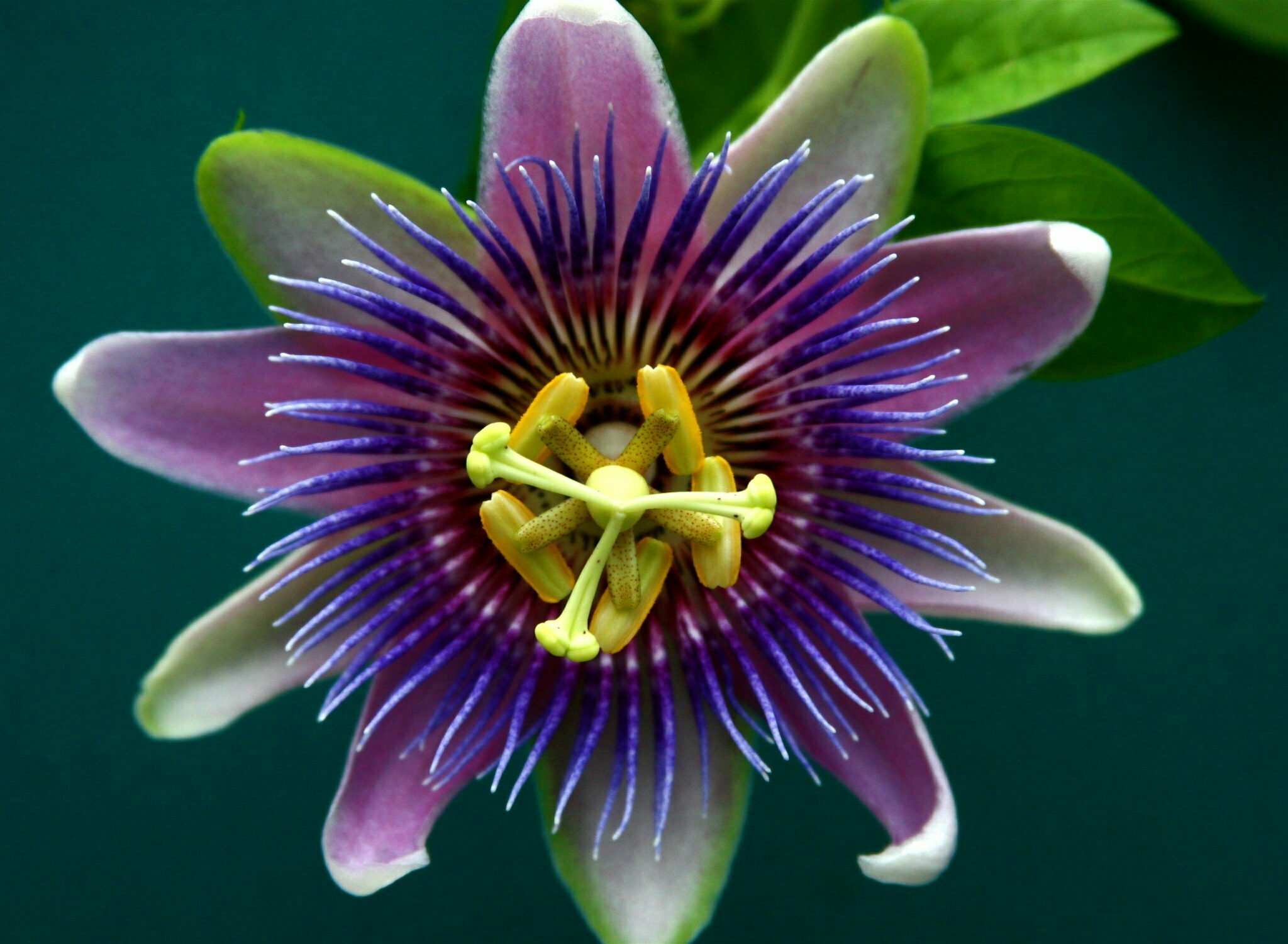 easter passion flower