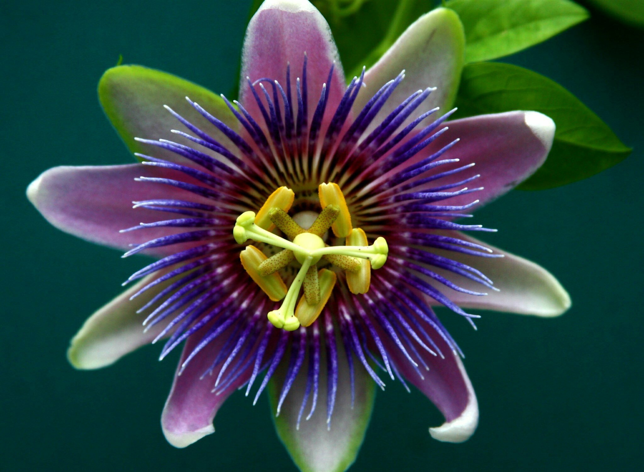 easter passion flower fragrance of easter