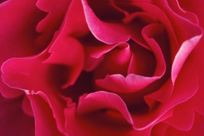 Rose in Perfumery and its Reinvention