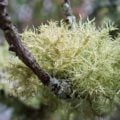 PAIRFUM aromatic woody oak moss lichen natural room fragrance perfume