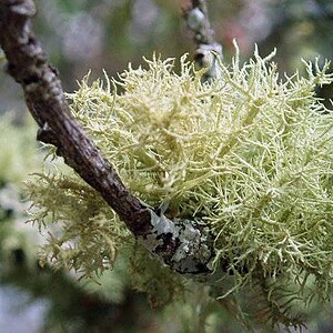 PAIRFUM aromatic woody oak moss lichen natural room fragrance perfume