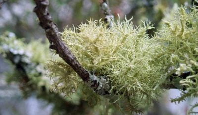 PAIRFUM aromatic woody oak moss lichen natural room fragrance perfume