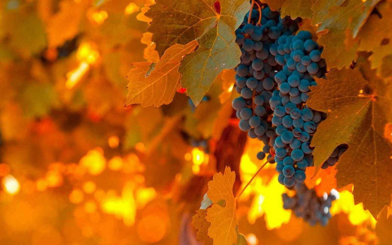 About Pairfum London Natural Perfume Brands