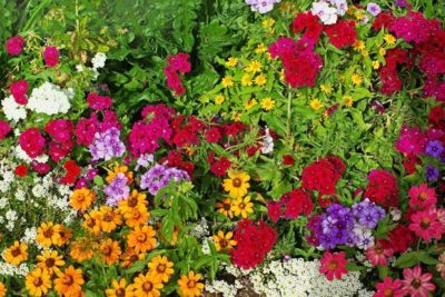Flowers losing fragrance due to global warming petunia