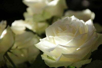 Pure White Rose