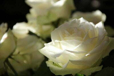 PAIRFUM White Flower Rose