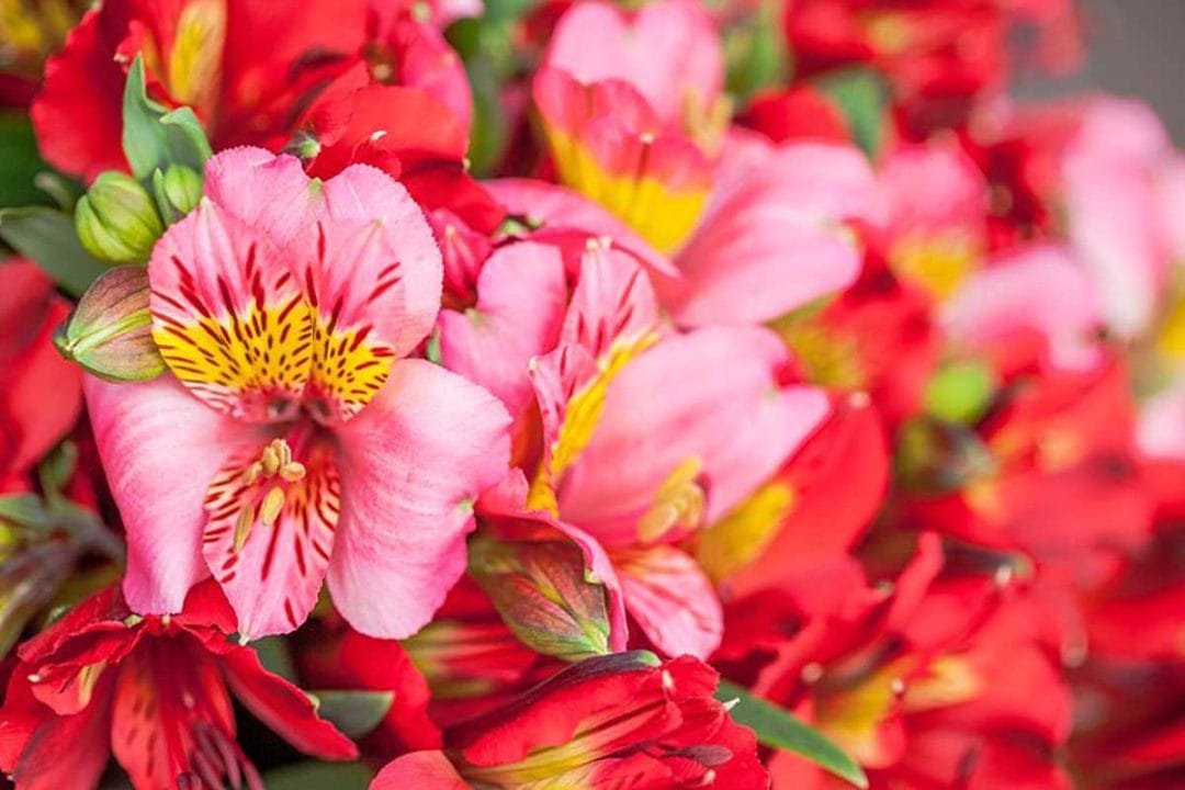 British Flower Week – Day Five – Alstromeria