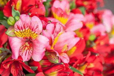 Pairfum Perfume Candle Alstroemeria Red Flowers