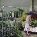 Pairfum Reed Diffuser British Flower Week Foliage Center Pairfum Reed Diffuser British Flower Week Foliage Center