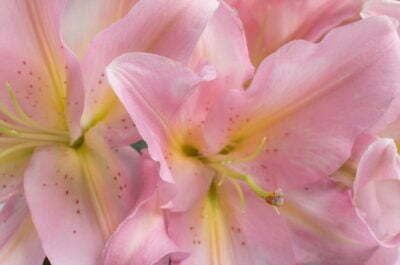 Pairfum reed diffuser british flower week oriental lillies