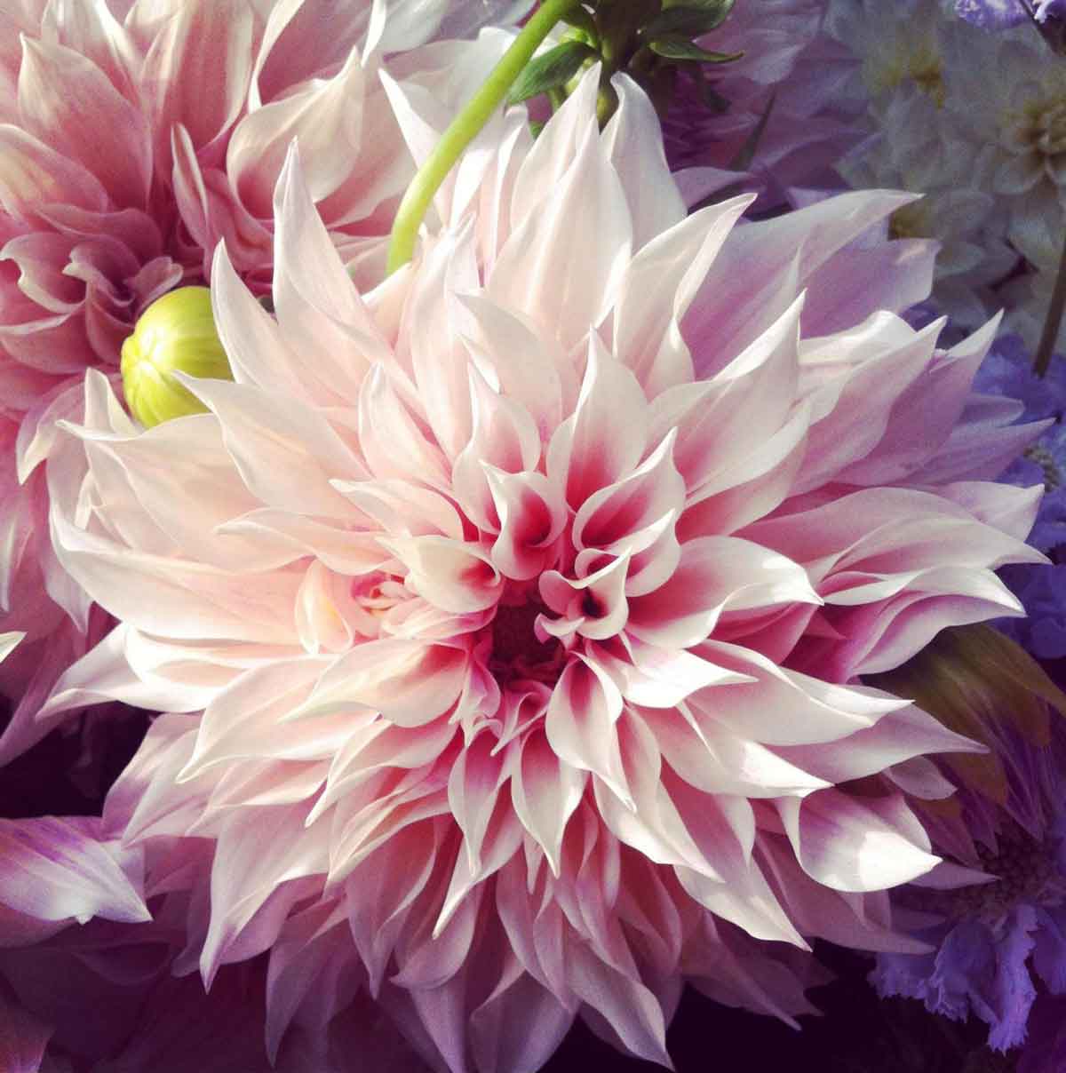 Pairfum Reed Diffuser British Flower Week Pairfum reed diffuser british flower week dahlia