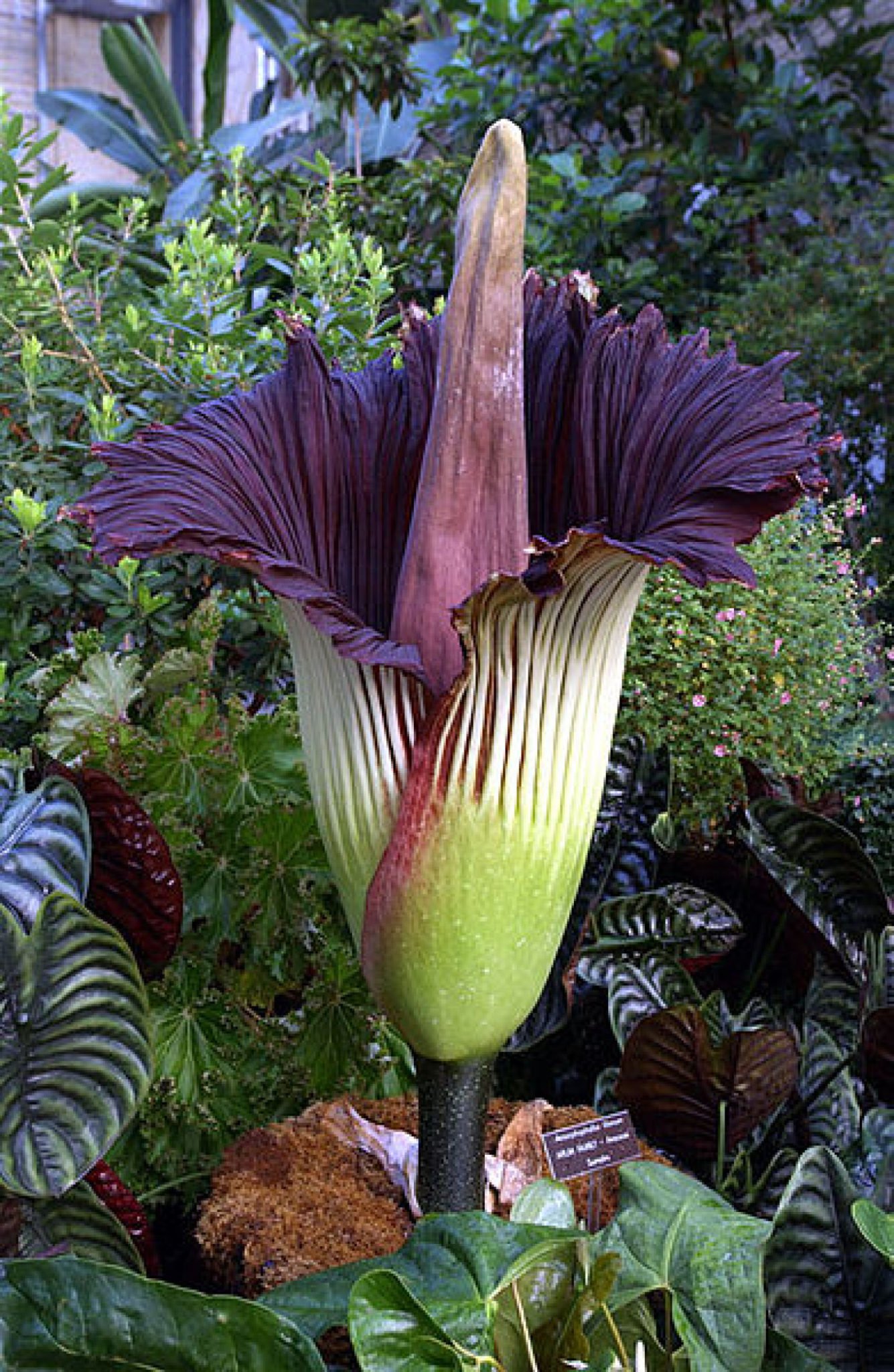 Top 10 World’s Worst Smells Corpse Flower