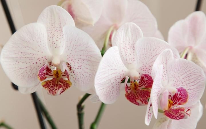 houseplants-clean-air-home-orchid