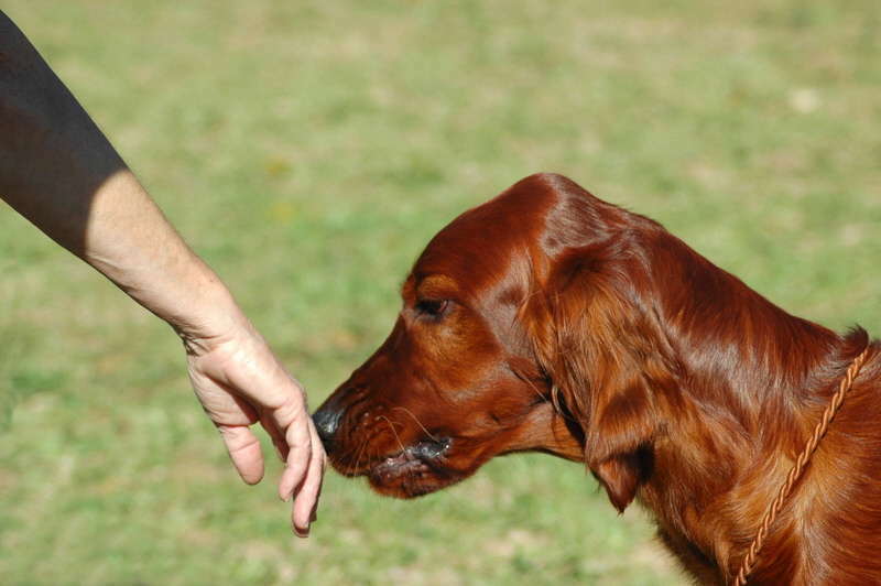 Dogs Sniff Inappropriate Places Hand