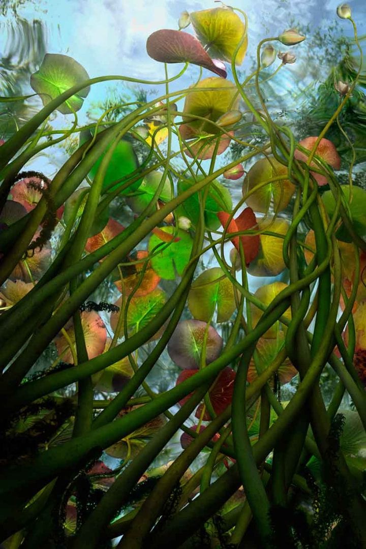 Fictional Flora Flood