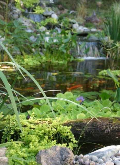 Relaxing Garden Ponds
