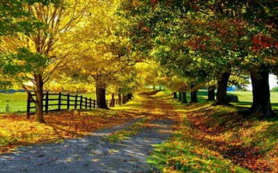 Path Avenue Autumn Leaves Trees Yellow Green Protection Brightly