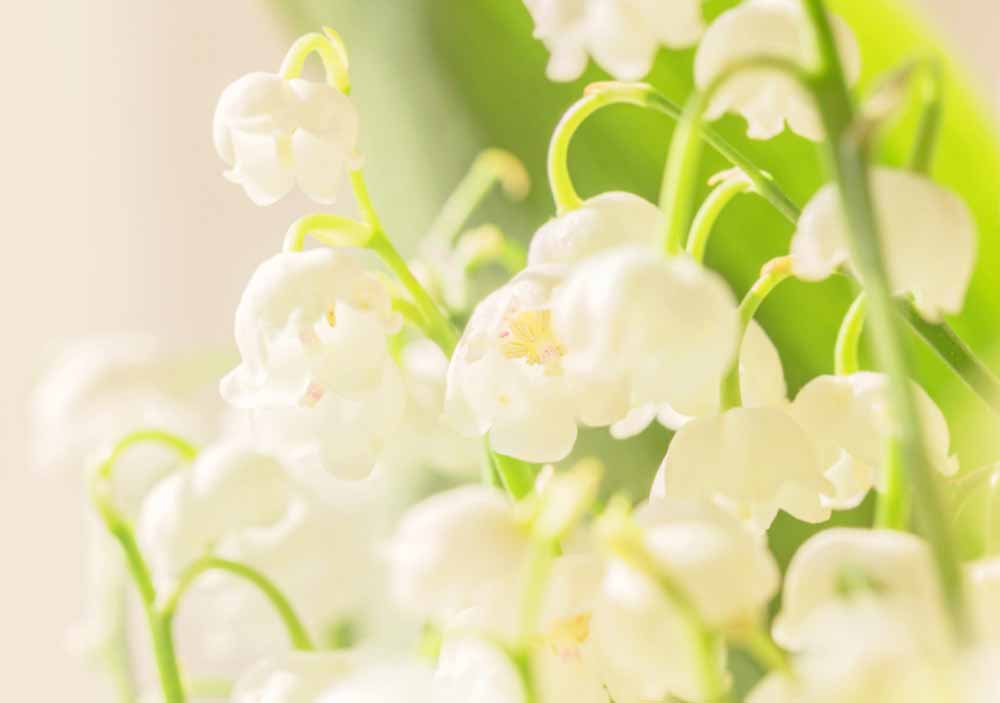 Lily Of The Valley Sunlight Fragrance White Flower The Allure Of Natural Fragrance Oils Exploring Nature’s Essence In Perfumery