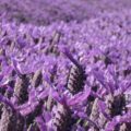 Field Lavender Sun Fragrance Oil Field Lavender Sun Fragrance Oil