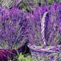 Fragrance Lavender Basket Essential Oil Fragrance Lavender Basket Essential Oil