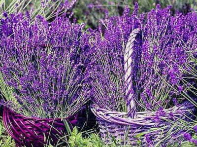 Fragrance Lavender Basket