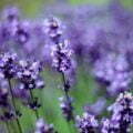 Fresh Green Scent Lavender Fresh Green Scent Lavender