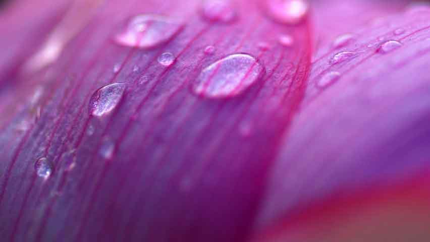 Lavender Drop Water Scent