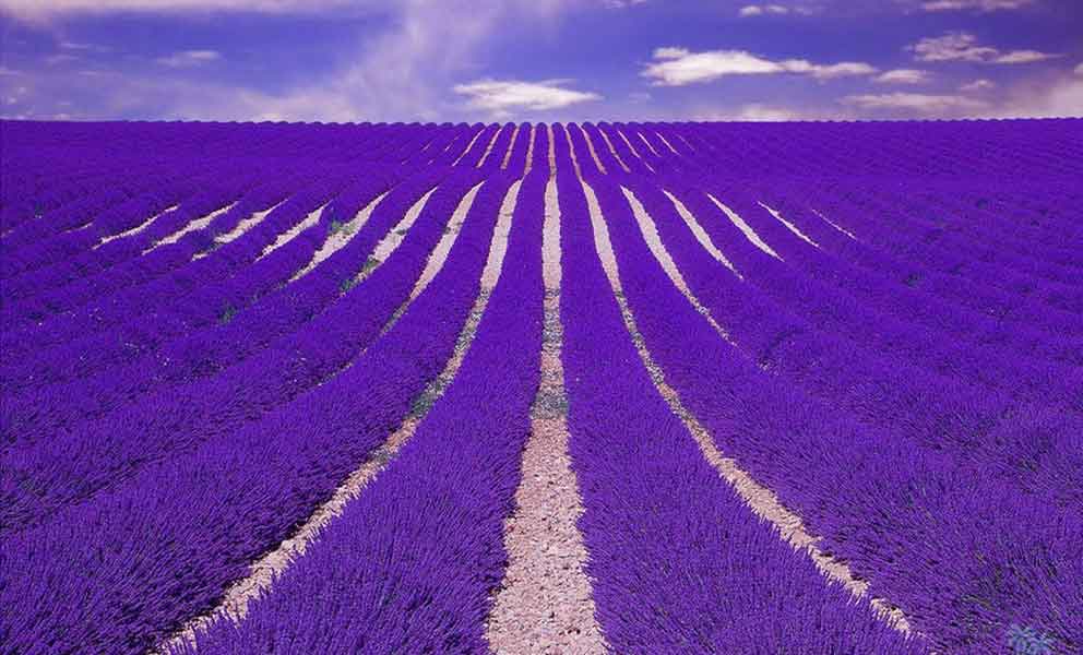 Lavender Field Outdoor Perfume