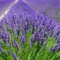 Lavender Field Scent Summer Lavender Field Scent Summer