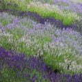 Lavender Fields White Purple Scent Green Lavender Fields White Purple Scent Green