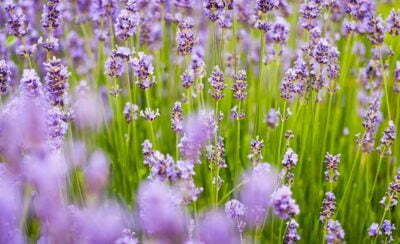 Lavender Flower Fragrance Green Outdoor