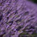 Lavender Purple Fragrance Lavender Purple Fragrance