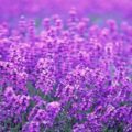 Lavender Sunshine Fragrance Oil Lavender Sunshine Fragrance Oil