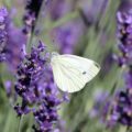 Lavender White Butterfly Scent Oil Lavender White Butterfly Scent Oil