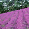 Pink Lavender Field Trees Pink Lavender Field Trees