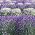 Purple White Lavender Field Scent Purple White Lavender Field Scent