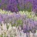 Purple White Lavender Oil Field Row Purple White Lavender Oil Field Row