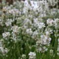 White Lavender Fragrance White Lavender Fragrance