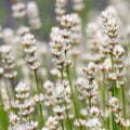 White Lavender Fragrance Field Outdoor White Lavender Fragrance Field Outdoor