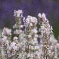 White Lavender Scent Soft White Lavender Scent Soft