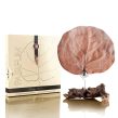 Pairfum Canopy Infusion Black Orchid White