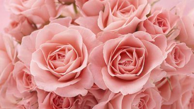 Rose Perfume Pink Petal Bud Bouquet