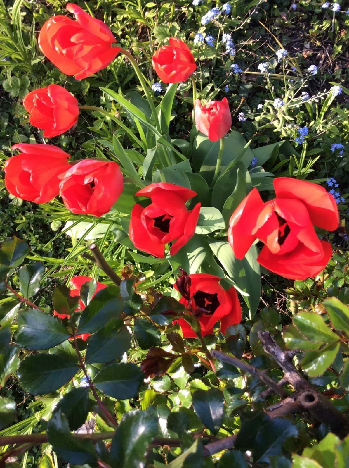 sunshine puts a spring in our step