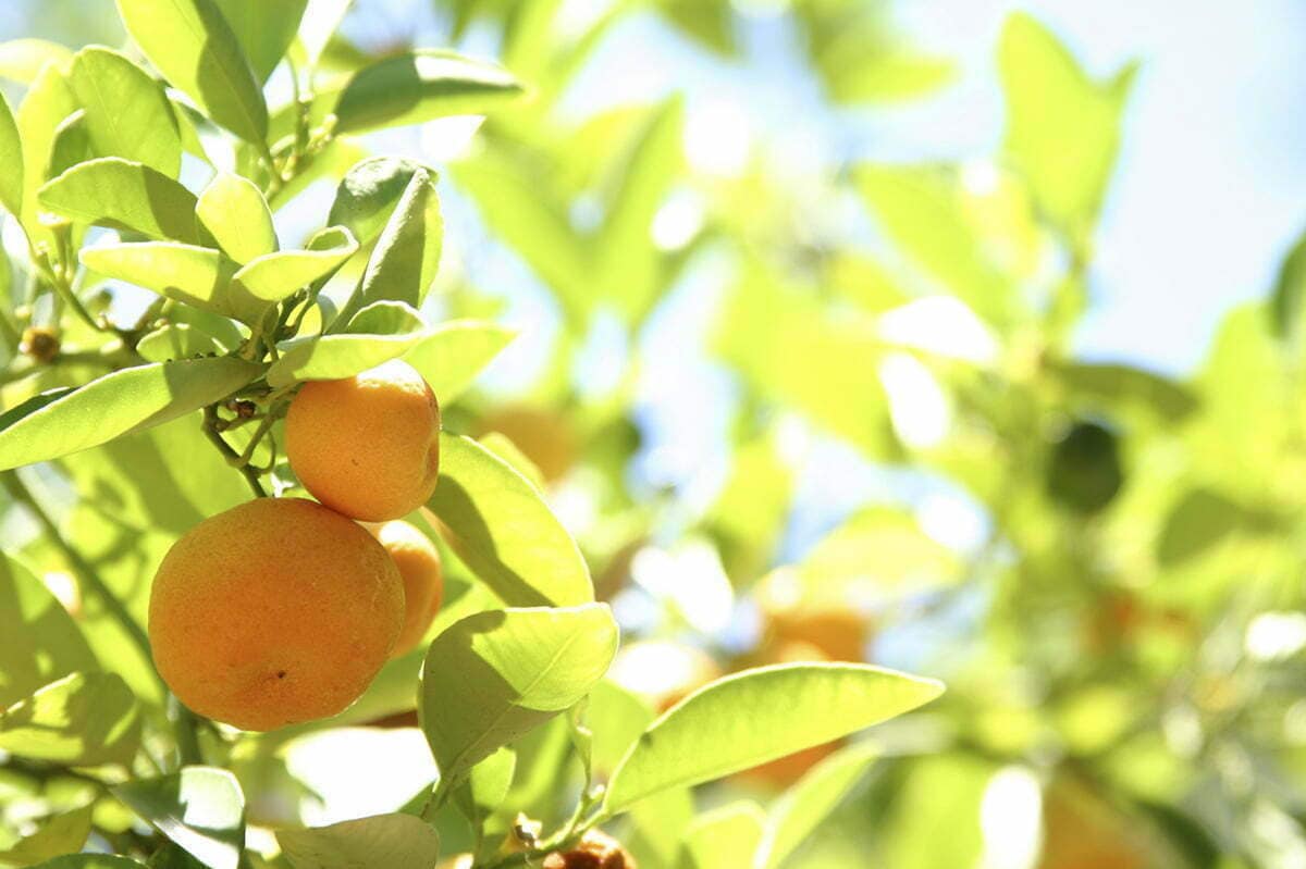 Pairfum Bergamot Citrus Tree Home Fragrance Perfume PAIRFUM Bergamot Citrus Tree Home Fragrance Perfume